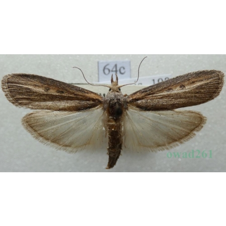 Lamoria zelleri (Joannis, 1932) Czech64c